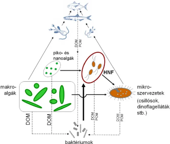 2.1. ábra. A heterotróf nanoflagellátáknak (HNF) a baktérium fogyasztás révén központi szerepe van az oldott és finom partikulált szerves anyagoknak (DOM, POM) az anyagforgalomba történő visszajuttatásában A nano-tartományba tartozó protisztákat a mikro-mé