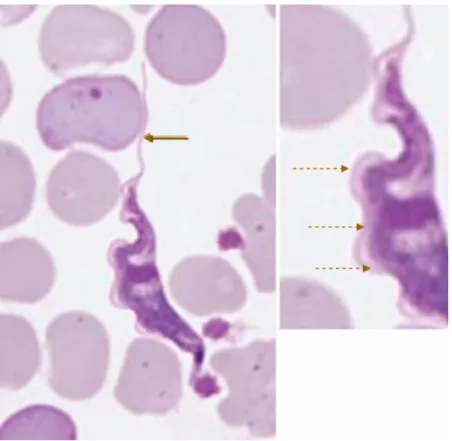 2.13. ábra. Tripomasztigóta alak hullámzóhártyával (Trypanosoma irwini, fotó: L. M. McInnes) (szaggatott nyilak: