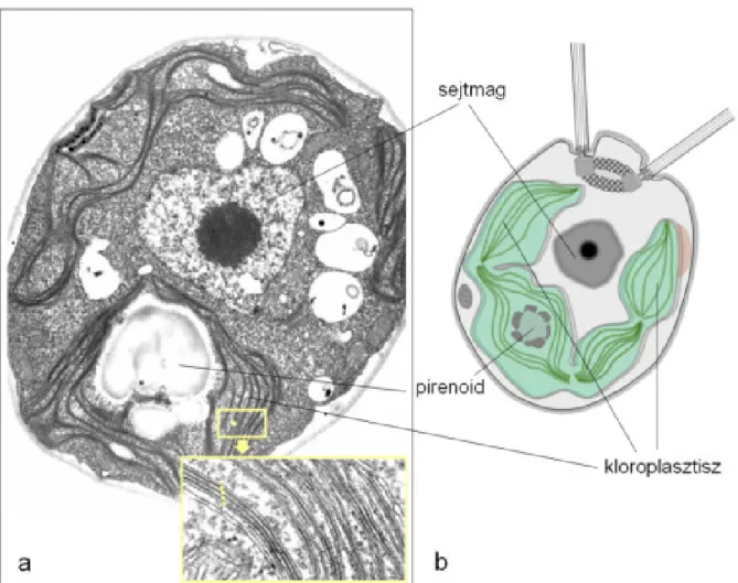 2.21. ábra. A Chlamydomonas zöldalga kloroplasztisza a) a TEM felvétel inzertjén jól elkülönülnek a tilakoid membránok (forrás: Dartmouth Electron Microscope Facility, Chlamydomonas#80503, #80505) b) a sematikus