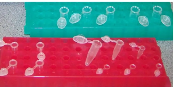 1.3. ábra. 1,5 ml es és 0,5 ml es Eppendorf-csövek, valamint 200 μl-es PCR csövek.