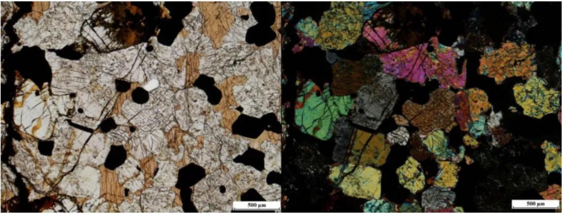 Figure II.12. – Microscopic photos of the amphibole bearing ore peridotite from Szarvaskő