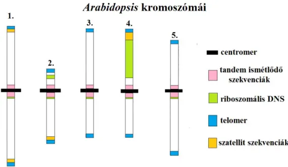 1.6. ábra Különböző tandem ismétlődő szekvenciák lokalizációja az Arabidopsis kromoszómáin Telomer szekvenciák