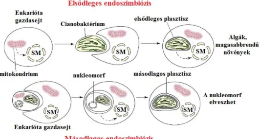 1.11. ábra Plasztiszok kialakulása elsődleges és másodlagos endoszimbiózissal (Archibald és Lane 2009 alapján)