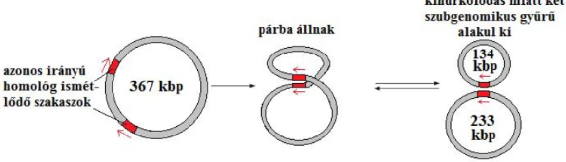 1.14. ábra Az Arabidopsis mitokondriális genom szubgenomikus gyűrűinek keletkezése a mester gyűrű azonos irányú ismétlődő szakszainak rekombinációjával (kihurkolódás).