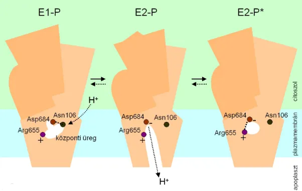 2.10. ábra A plazmamembrán H + -ATPáz enzim működése során a protonfelvétel és protonleadás mechanizmusa.