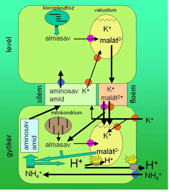 2.16. ábra Az ammónium felvételének és asszimilációjának kapcsolata a növények ozmoregulációjával
