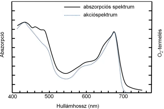 3.6. ábra Egy fotoszintetizáló szövet elnyelési, vagy abszorpciós (folytonos vonal) és akcióspektruma (szaggatott vonal)