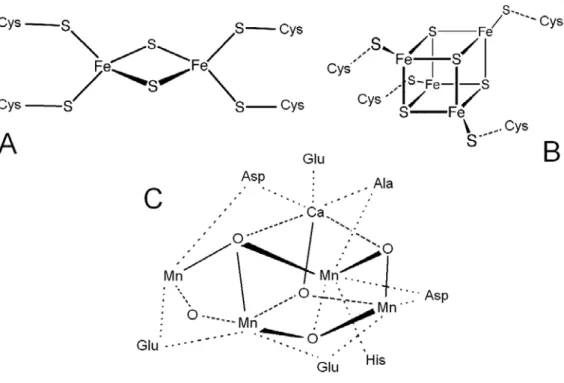 3.10. ábra A fotoszintetikus elektrontranszportlánc működésében szerepet játszó fém-kofaktorok