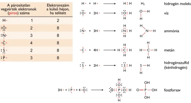 2.1. ábra: A legfontosabb biogén elemek elektronszerkezete, és a kovalens kötések kialakulása