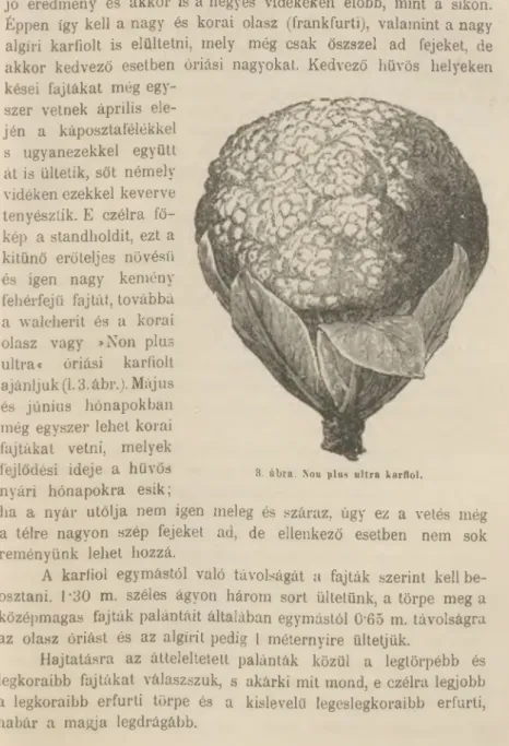 kép  a standholdit, ezt a  kitűnő  erőteljes  növésű  és  igen  nagy  kemény  fehérfejű  fajtát, továbbá  a  walcherit  és  a  korai  olasz  vagy  »Non  plus  ultra*  óriási  karfiolt  ajánljuk (1.3