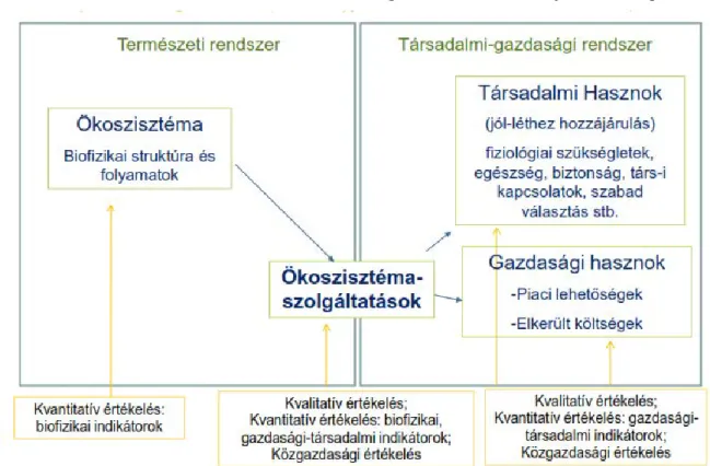 1.6. ábra. Az értékelési módszerek és az ökoszisztéma-szolgáltatás kaszkád modelljének összekapcsolása 