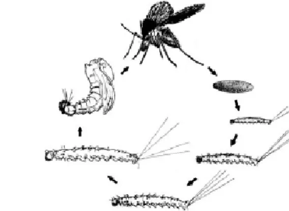 2. ábra. A lepkeszúnyogok egyedfejlődése (forrás: www.infectionandscapes.org)