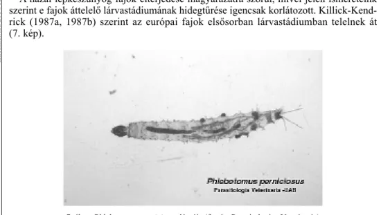 7. ábra. Phlebotomus perniciosus lárvája (forrás: Parasitologica Veterinaria)