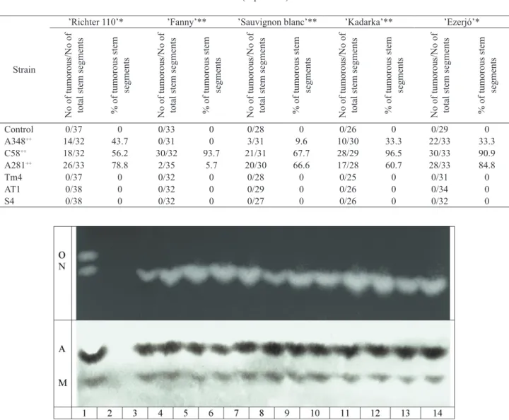 Fig. 2: Detection of the appropriate opines from ’Richter 110’ tumors induced on in vitro stem segments with Agrobacterium tume- tume-faciens C58 (upper panel) and A