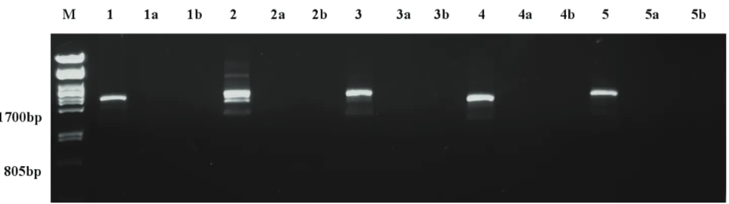 Figure 3. Detection of inverted repeats with single forward primed PCR. M: size marker (PstI-digested λ-Phage DNA), followed by reactions with  forward primers specific for VvHta2 (1-1b), VvHta10 (2-2b), VvVip1a (3-3b), VvRab8a (4-4b) and VvRTNL2 (5-5b)