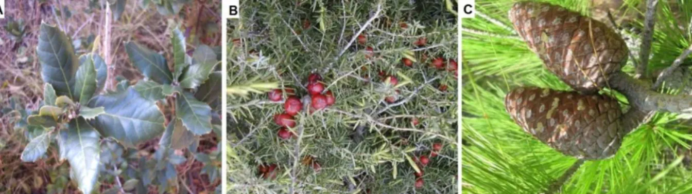 1. ábra.  A  kutatás  során  alkalmazott  három  indikátor  növényfaj.  A)  Quercus  ilex  (magyaltölgy), B) Juniperus oxycedrus (vörös tűboróka) és C) Pinus brutia (keleti aleppófenyő) 