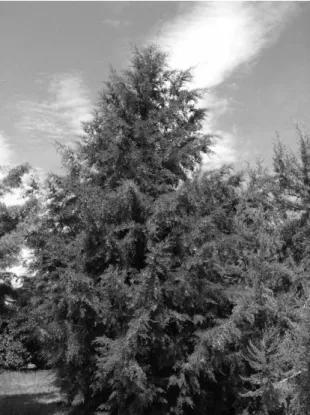 Fig. 1.  Mexican Cypress (Cupressus lusitanica Mill.) specimen in the Folly  Arboretum, Badacsonyörs, Hungary