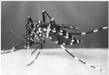 Fig. 5.  Tiger mosquito (Aedes albopictus). Source: 