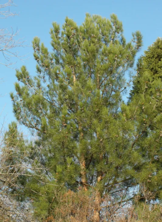 Figure 4: Pinus brutia specimen in Budapest. The photo was taken by the authors in 2010.