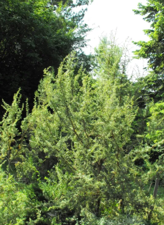Figure 6: Young Juniperus oxycedrus specimen in Budakeszi. The photo was taken by the authors in 2009.