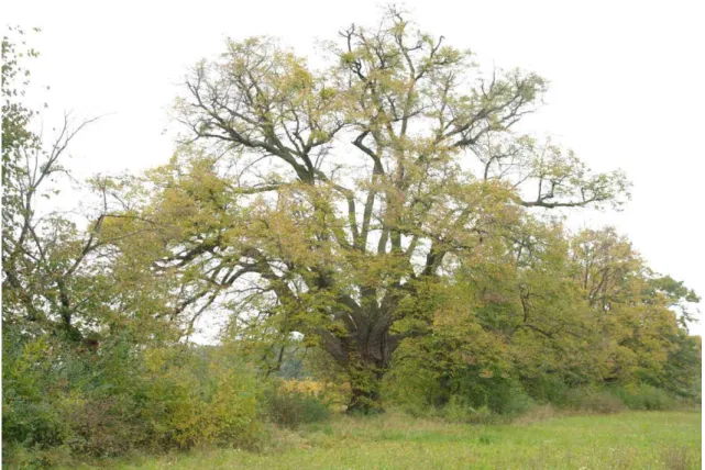 Figure 5. A specimen of nice canopy, growing in an open space without competitors   (photo: L