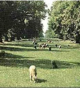 Figure 6. Once, the pasturage by sheep played an enhanced role in the maintenance of the  Széchenyi lime tree allée, which still appears to be a good solution after its renewal
