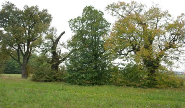 Figure 7. In some parts of the allée there is an ensemble of trees in good condition or decaying  old ones, as well as healthy young plants and empty tree spaces (photo: L