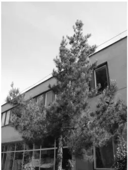 8. fotó   Pinus eldarica példány a Dendrológiai Alapít- Alapít-vány bemutatókertjében