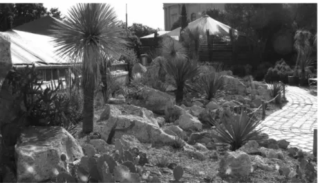 6. fotó  A Fővárosi Állat- és Növénykert Yucca gyűjteménye  Forrás: Szabó K.