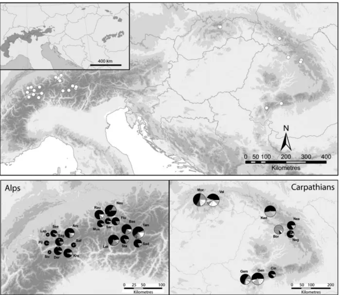 Figure 1 Geographical distribution (top), composition and frequency of chloroplast microsatellite haplotypes (bottom) in Pinus cembra in the Alps and the Carpathians