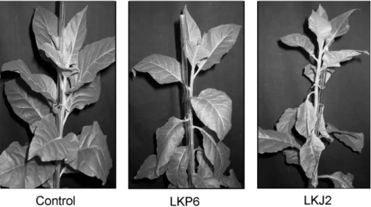 Fig. 5. Comparison of PVY symptoms in non-transgenic tobaccos (control) to symptoms in transgenic LKP6 and LKJ2 on the 22nd day post inoculation