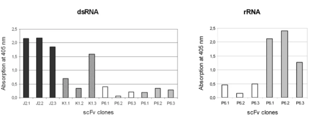 Fig. 1. Antigen binding activity of bacterially expressed J2-, K1- and P6-scFvs in ELISA