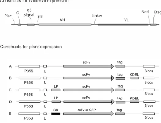 Fig. 2. Constructs made for scFv-expression in E. coli and in N. tabacum cv. Xanthi. The construct for bacterial expression was made in pCANTAB 5E phagemid vector and contained Plac, lactose promoter;