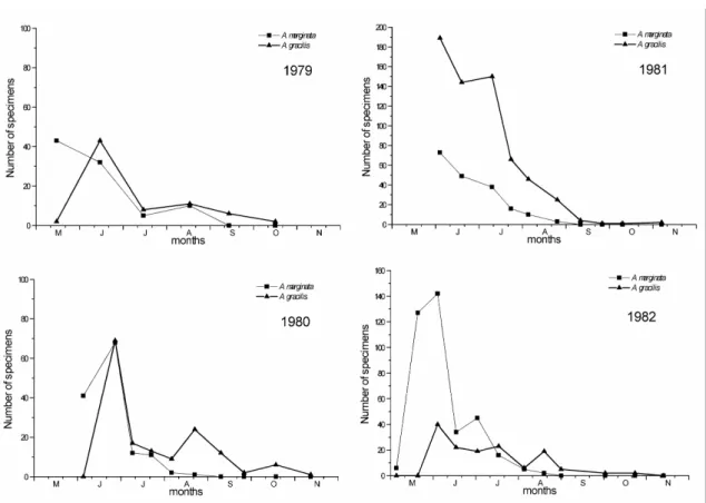 Figure 8. The number of adult individuals of Acalypta marginata and A. gracilis collected with  pitfall traps at Bugac during four different years