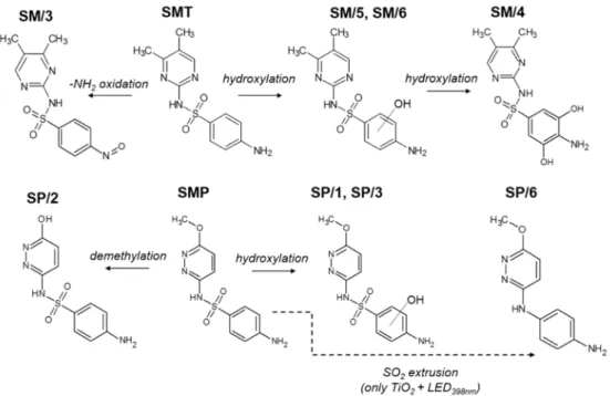 Figure  5.  The proposed primary stable products of SMT and SMP transformation during hetero- hetero-geneous photocatalysis
