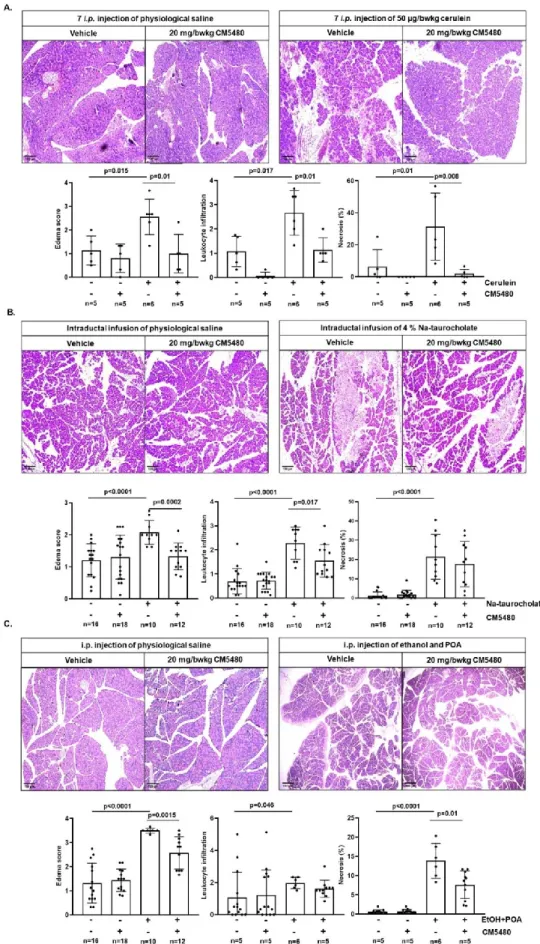 Figure  6.  Orai1  inhibition  by  CM5480  reduces  the  severity  of  acute  pancreatitis