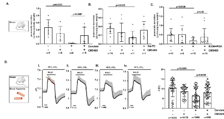 Figure  7.  Orai1  inhibition  by  CM5480  prevents  pancreatic  ductal  secretion  during  acute  pancreatitis