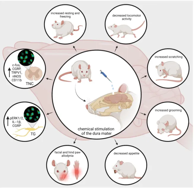 Figure 3. nNOS, pERK, ILs), increase the resting and freezing behavior, and decrease the appetite  and locomotor activity of the animals