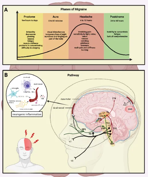 Figure 1. The stages and the pathways of migraine. (A) The stages of migraine attack: the pro- pro-drome phase, a possible aura, followed by the headache, and subsequently the postpro-drome
