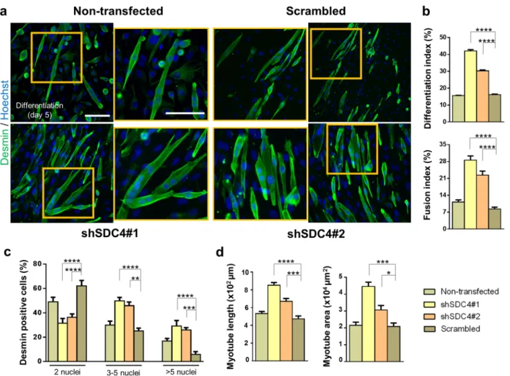 Fig. 2    Silencing syndecan-4 expression enhances the fusion of myo- myo-blasts. a Representative anti-desmin-stained (Alexa Fluor 488, green)  images depict the myotube formation of the non-transfected,  scram-bled, and syndecan-4 silenced (shSDC4#1 and 