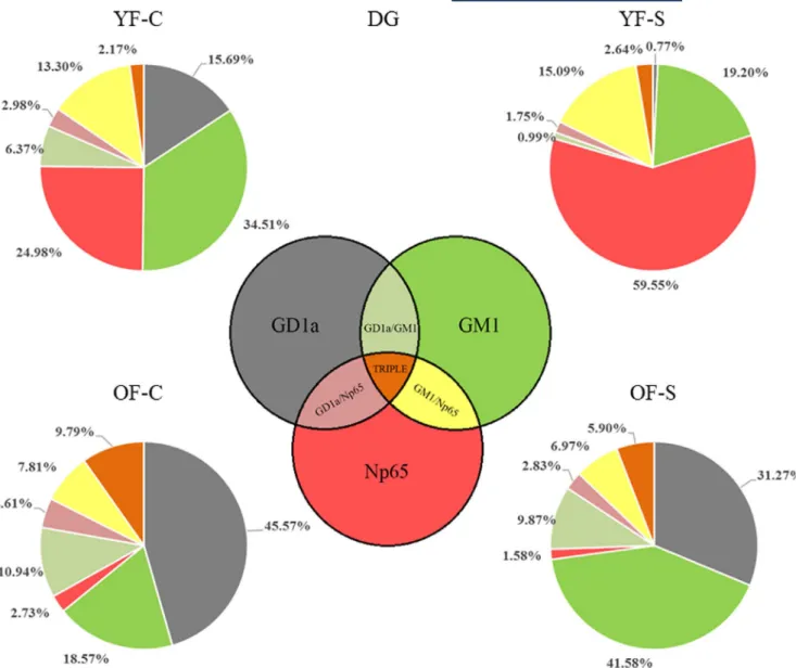 FIGURE 8  Age- specific changes in GM1, GD1a, and neuroplastin expression upon chronic stress in the DG hippocampal region