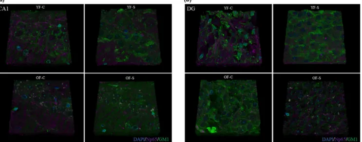 FIGURE 9  Immunofluorescent 3D reconstruction of the hippocampal CA1 (a) and DG (b) regions stained with Np65 and GM1 in young and  old stressed female rats