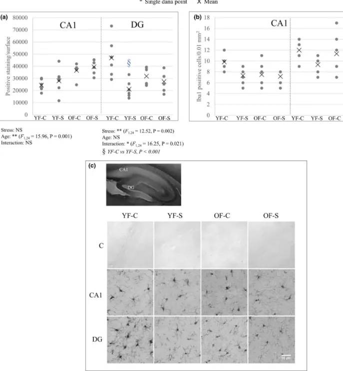 FIGURE 3  The quantitative and qualitative analysis of Iba1 positive cells in the CA1 and DG hippocampal regions in young and old female  rats upon chronic stress