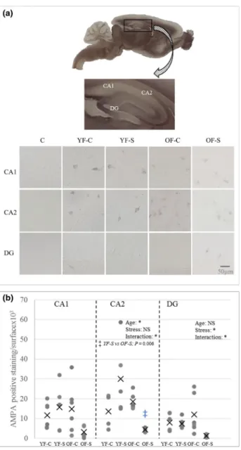 FIGURE 4  The quantitative analysis of glial fibrillary acidic  protein (GFAP)- positive cells in the CA1 and DG hippocampal  regions of young and old female rats upon chronic stress