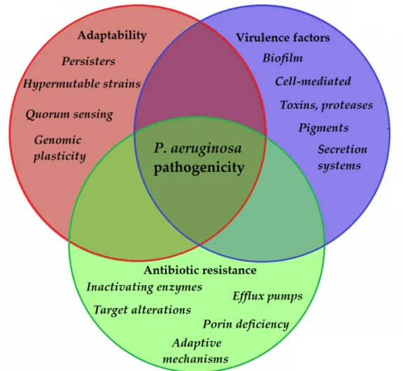 Figure 2. Main components of P. aeruginosa pathogenicity. 
