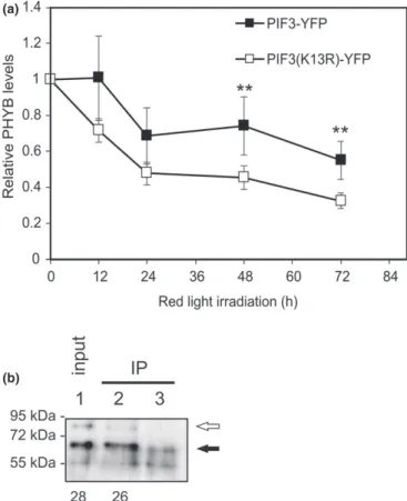 Fig. 4 Electromobility shift assay shows that DNA binding is stronger for PIF3(K13R) than PIF3