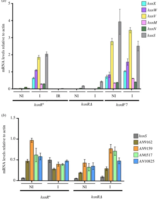 Figure 2. HxnR-dependent co-induction by 6-NA and ammonium repression of genes in clusters 2/VI and 3/I