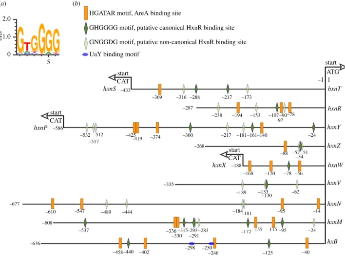 Figure 4. AreA and putative HxnR-binding sites are extant in the 11 genes of the hxn regulon