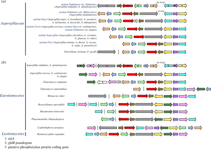 Figure 5. Genomic arrangement of the hxn gene clusters. (a) Selected species from Aspergillaceae including section Nidulantes, section Nigri, section Terrei, section Aspergillus, section Flavi and Penicillium (b) selected species from other Eurotiomycetes 