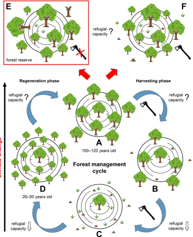 Fig. 4. Forest management cycle in karst dolines and their surroundings in the Mecsek Mts (Hungary)
